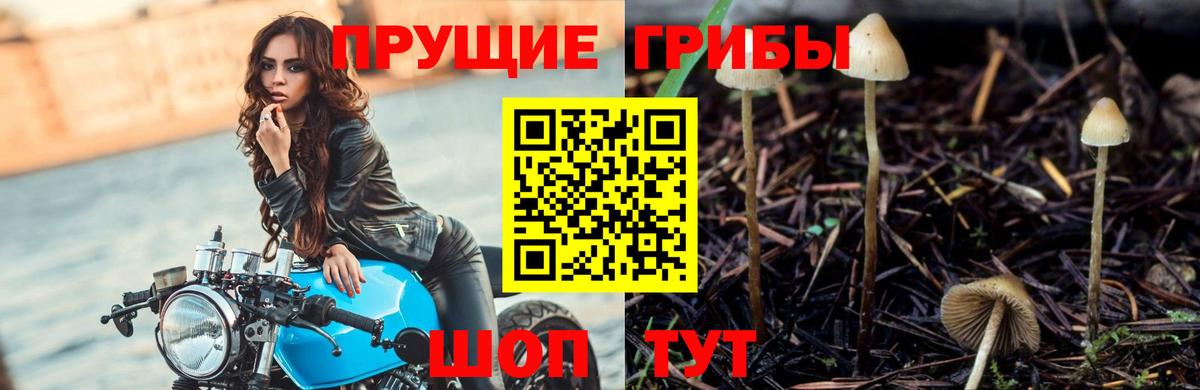 Галлюциногенные грибы Cubensis  магазин  наркотиков  Всеволожск  Вход с VPN 